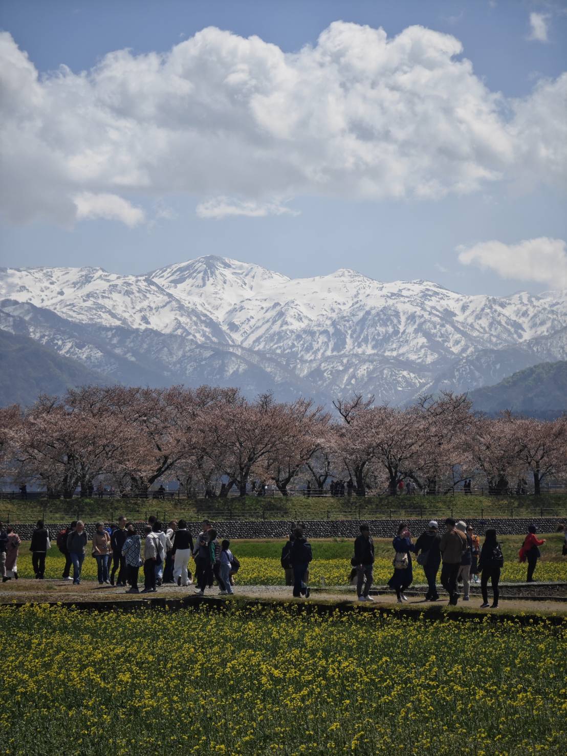 富山赏樱